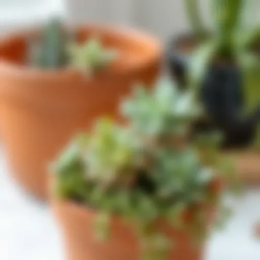 Terracotta Elegance with Succulents Charming terracotta plant pot with succulents
