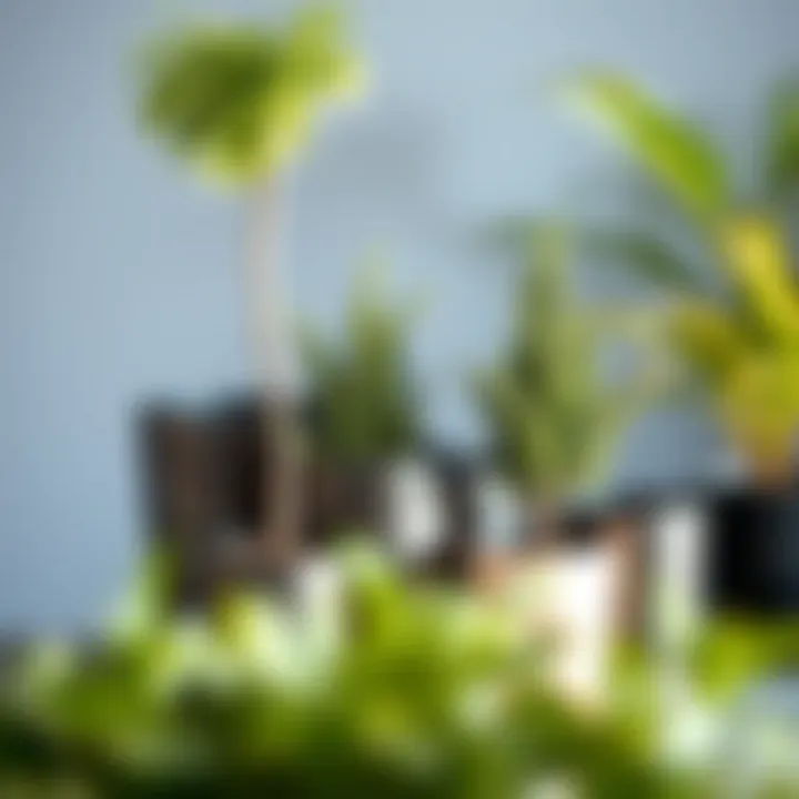 Various sizes and shapes of large metal plant containers