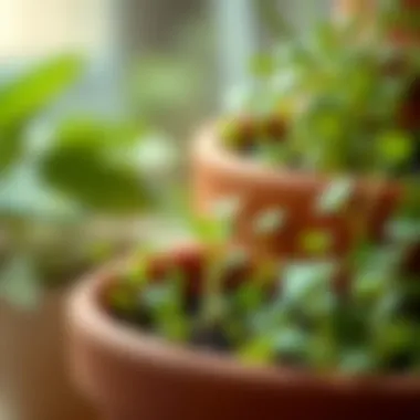 Close-up of microgreens thriving in terracotta planter