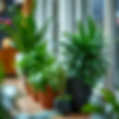 Caring for Long Indoor Plant Pots Maintenance tips for long indoor plant pots with thriving greenery