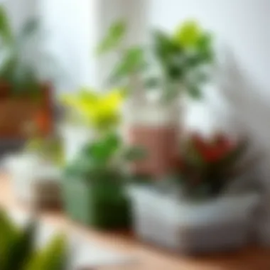 Decorative Square Tubs as Indoor Planters Square plastic tubs utilized as decorative planters for indoor plants