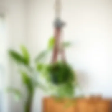 Modern Design of Pulley Plant Hanger Elegant pulley plant hanger showcasing a modern design