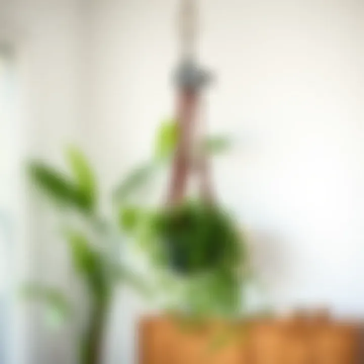 Modern Design of Pulley Plant Hanger Elegant pulley plant hanger showcasing a modern design